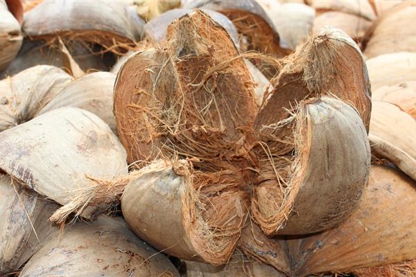Coconut coir