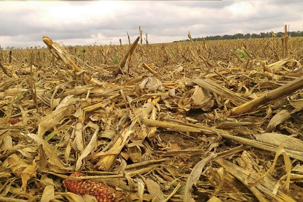 Corn waste