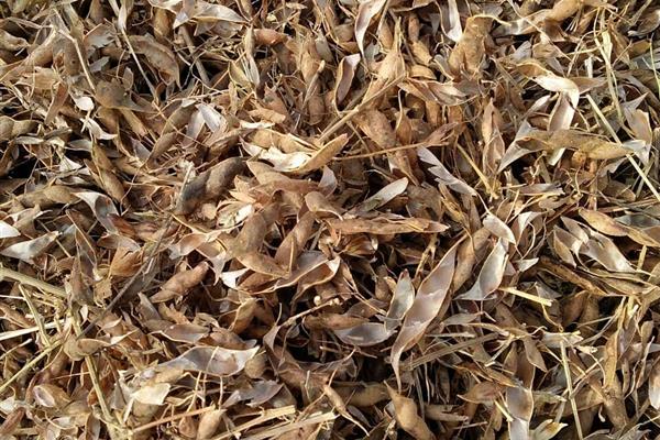 Soybean waste
