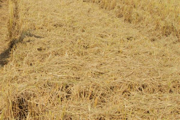 Wheat straw